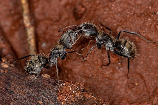 Las hembras adultas hormigas carpinteras del género Camponotus haciendo comunicación química