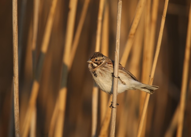 Las hembras del escribano común (Emberiza schoeniclus) son fotografiadas de cerca en su hábitat natural con la suave luz de la mañana. Foto detallada para identificar al ave.