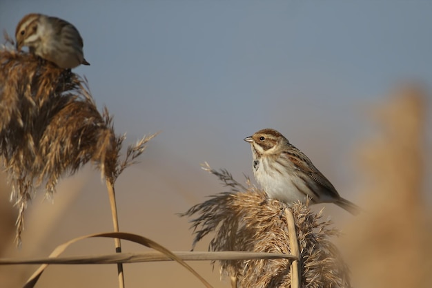 Las hembras del escribano común (Emberiza schoeniclus) son fotografiadas de cerca en su hábitat natural con la suave luz de la mañana. Foto detallada para identificar al ave.