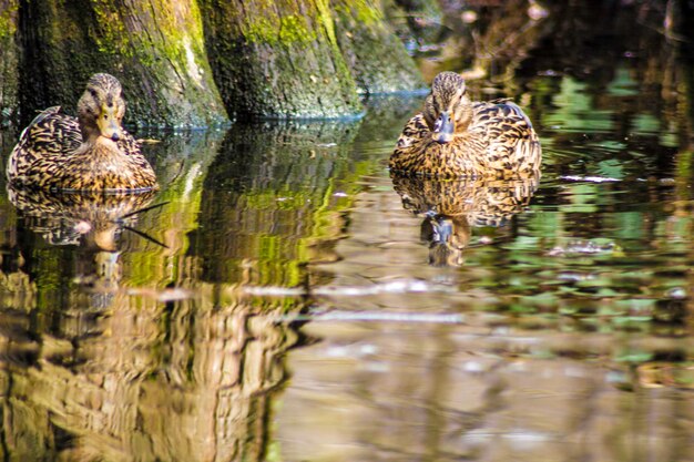 Foto las hembras de patos reales nadando en el lago