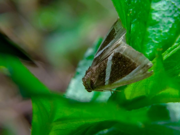 Foto hemeroblemma mexicana schmetterling in freier wildbahn