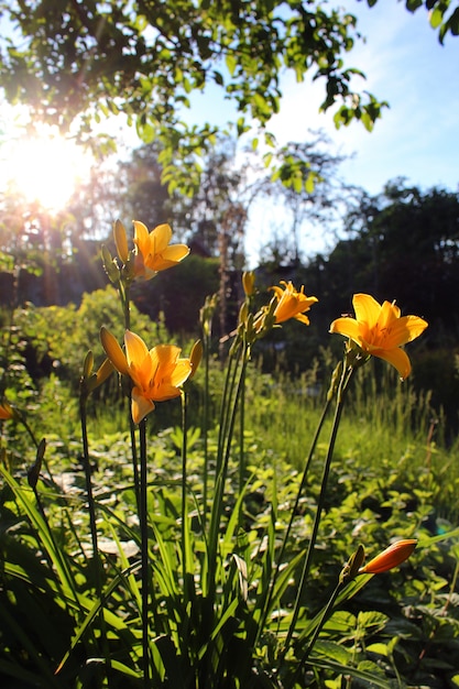 Hemerocallis amarelos no jardim