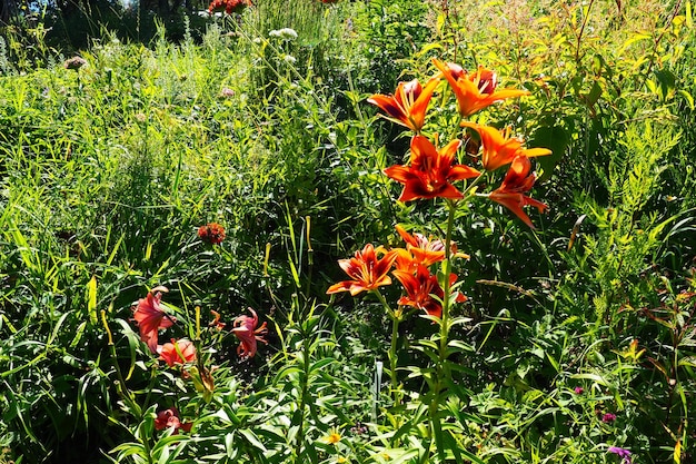 Hemerocallis aurantiaca é um gênero de plantas da família Lilaynikov Asphodelaceae Lindas flores de lírio laranja com seis pétalas Folhas verdes longas e finas Floração e produção agrícola como hobby