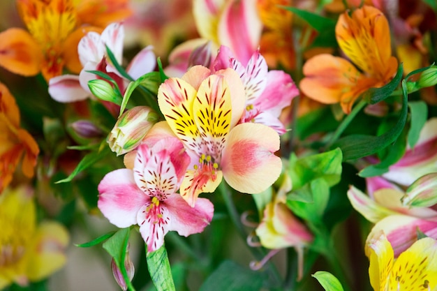 Hemerocallis closeup em um jardim