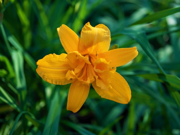 Hemerocallis Daylily es un género de plantas de la subfamilia Daylily familia Asphodelaceae