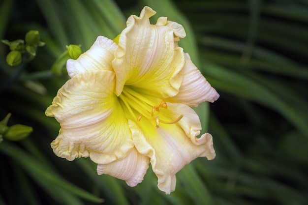 hemerocallis daylily flor daylily jardín hermosa floración floreciente florecimiento botánico botánica planta brillante de cerca color imagen de color vistoso flora floral vistoso