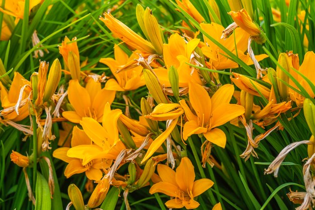 Hemerocallis Fulva Blume, gehört zur Familie der Xanthorrhoeaceae.