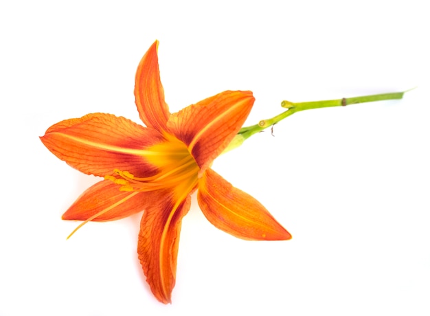 Hemerocallis fulva im Studio