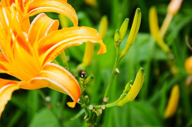 Hemerocallis fulva Orange Daylily Die orangefarbene Taglilie blüht am Sixty Stone Mountain Fuli Hualien Taiwan