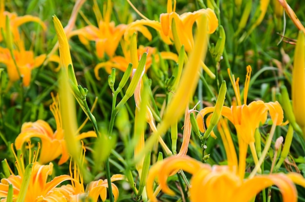 Hemerocallis fulva Orange Daylily Die orangefarbene Taglilie blüht am Sixty Stone Mountain Fuli Hualien Taiwan