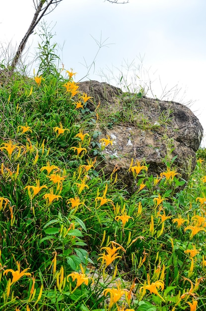 Hemerocallis fulva Orange Daylily Die orangefarbene Taglilie blüht am Sixty Stone Mountain Fuli Hualien Taiwan