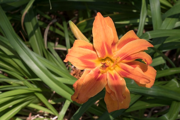 Hemerocallis Fulva Xanthorrhoeaea flor naranja closeup