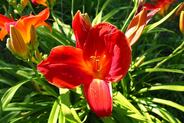 Hemerocallis híbrido Anzac es un género de plantas de la familia Lilaynikov Asphodelaceae Hermosas flores de lirio rojo con seis pétalos Hojas verdes largas y delgadas Floración y producción de cultivos como pasatiempo