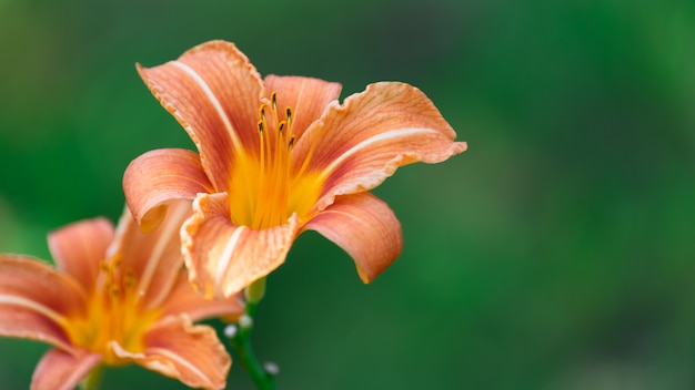 Hemerocallis laranja sobre fundo verde