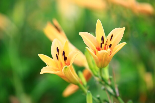 Hemerocallis ou Hemerocallis fulva flores e botões florescendo no jardim