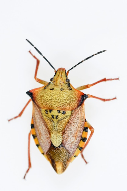 Hemipteros-Insekten in ihrer natürlichen Umgebung Makrofotografie