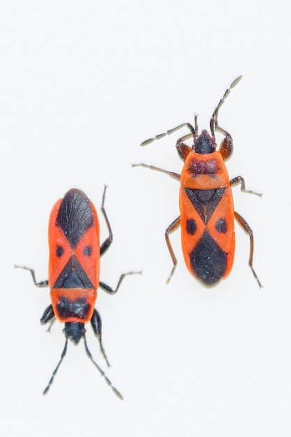 Hemipteros-Insekten in ihrer natürlichen Umgebung Makrofotografie