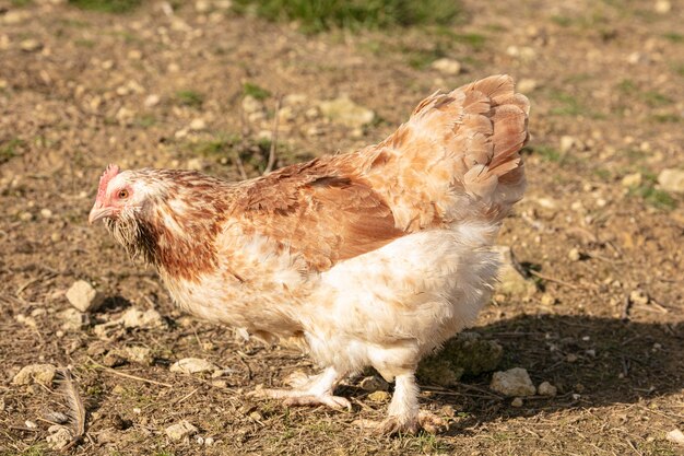 Hen faverolles em liberdade em um campo