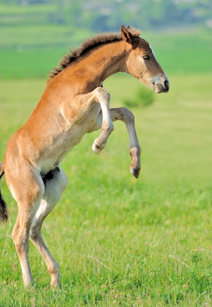 Hengstfohlen im Gras