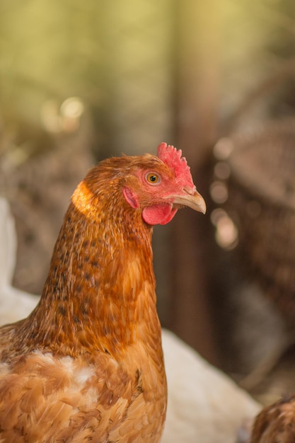 Henne auf dem Hof Huhn in einem Hühnerstall Bio-Hühner auf einem Bauernhof aus nächster Nähe Bio-Huhn oder -Henne in einer sicheren Farm