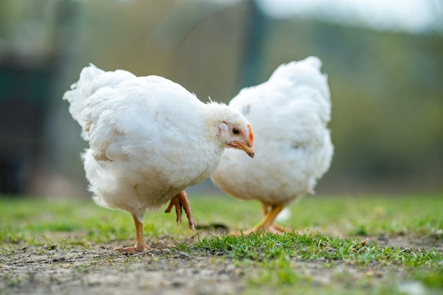 Henne ernähren sich von traditionellen ländlichen Scheunen. Nahaufnahme von Hühnern, die auf Scheunenhof mit grünem Gras stehen. Konzept der Freilandhaltung von Geflügel.