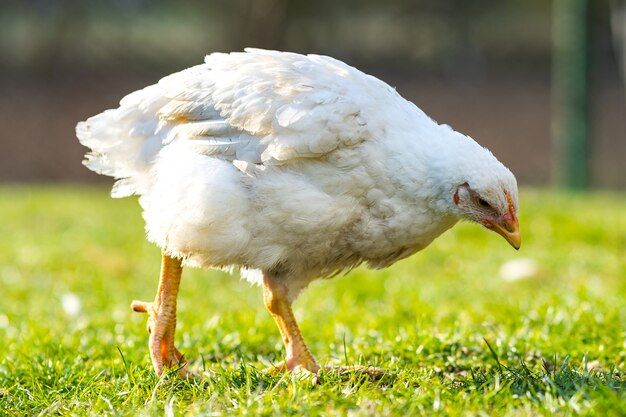 Henne ernähren sich von traditionellen ländlichen Scheunen. Nahaufnahme von Hühnern, die auf Scheunenhof mit grünem Gras stehen. Konzept der Freilandhaltung von Geflügel.