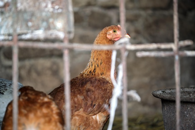 Henne füttert auf traditionellem ländlichen Scheunenhof Haushuhn steht auf Rasen mit grünem Gras Konzept der Freilandgeflügelzucht