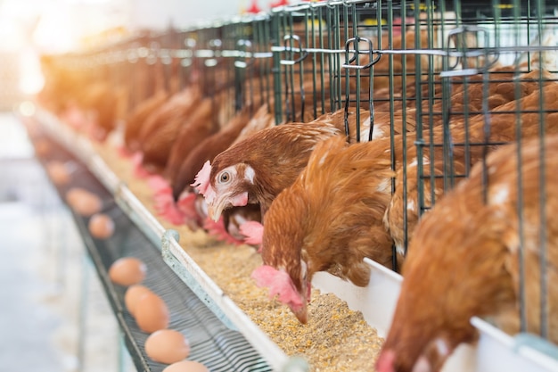 Henne, Hühnereier und Hühner, die Lebensmittel in der Farm essen.