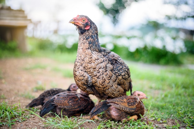 Henne mit dem Huhn, das unter Flügeln im Garten sich versteckt