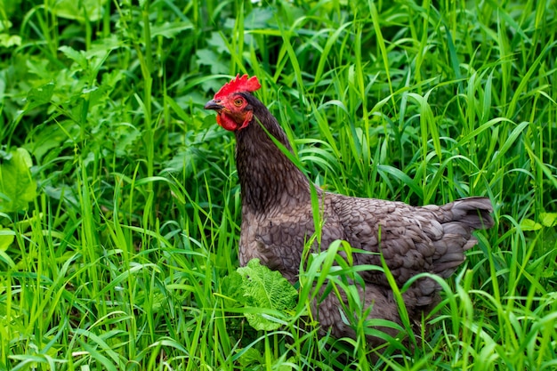 Henne und grünes Gras - Freilandhuhn - eins.