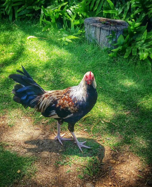 Heno en el campo de hierba