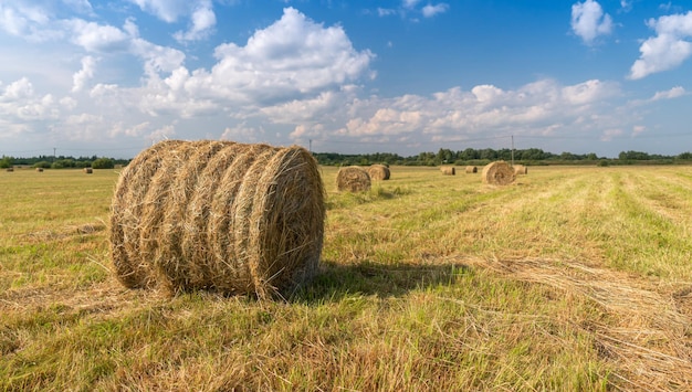 heno en rollos en el campo, contra el fondo de un cielo azul con nubes