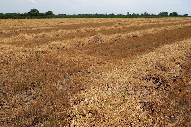 Heno y torta después de trigo Campo con restos secos de cultivos de cereales Trabajo agrícola Serbia