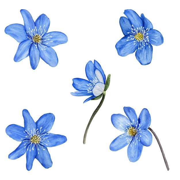 Hepatica blauer Frühlingsblumen-Aquarellsatz Botanische Illustration isoliert auf weißem Hintergrund