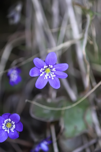 Hepatica común o Anemone hepatica primeras flores de primavera Liverleaf o hepática Ranunculaceae familia Hepatica nobilis