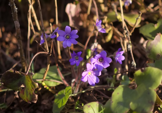 Hepatica común o Anemone hepatica primeras flores de primavera Liverleaf o hepática Ranunculaceae familia Hepatica nobilis