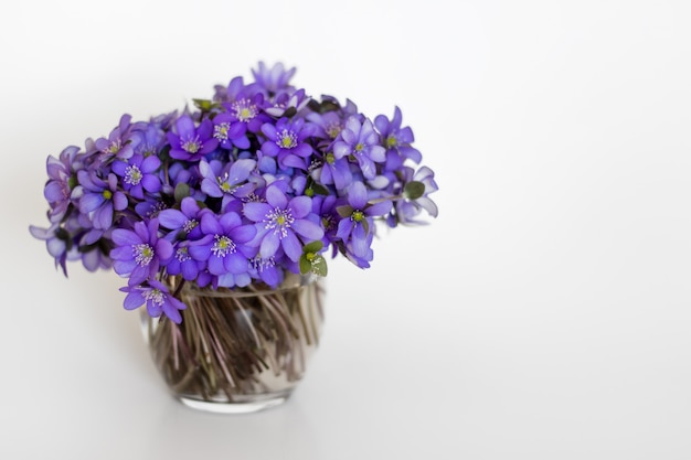 Hepatica flores de color púrpura en un pequeño jarrón de vidrio.