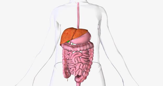 Foto la hepatitis es una inflamación del hígado que hace que deje de funcionar bien