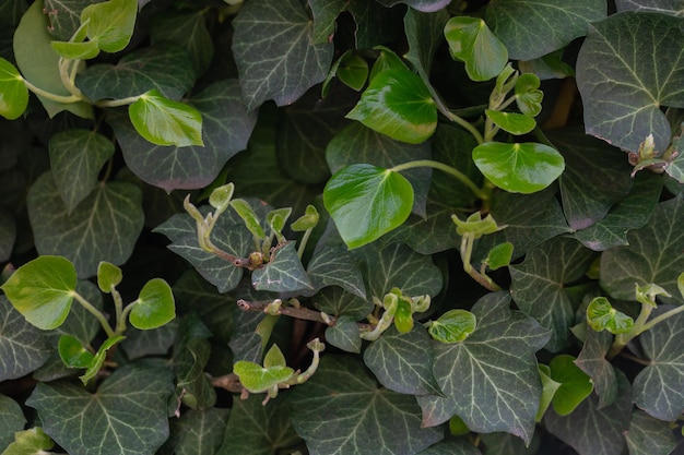Hera comum inglesa verde ou hélice hedera na cerca fundo das hortaliças