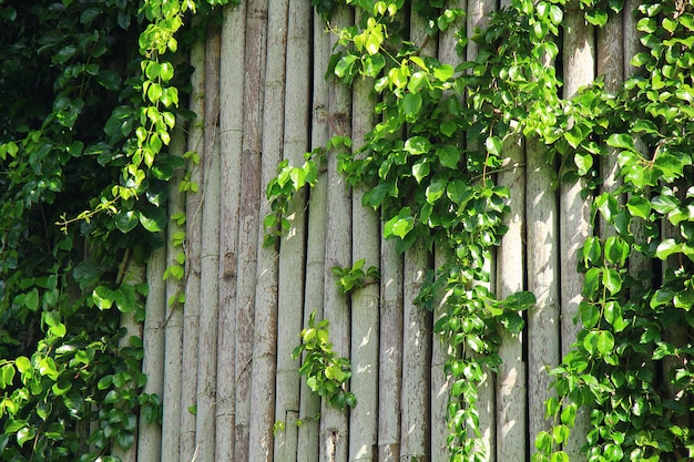 Foto hera na parede de bambu para decoração natural com conceito de estilo de frescura