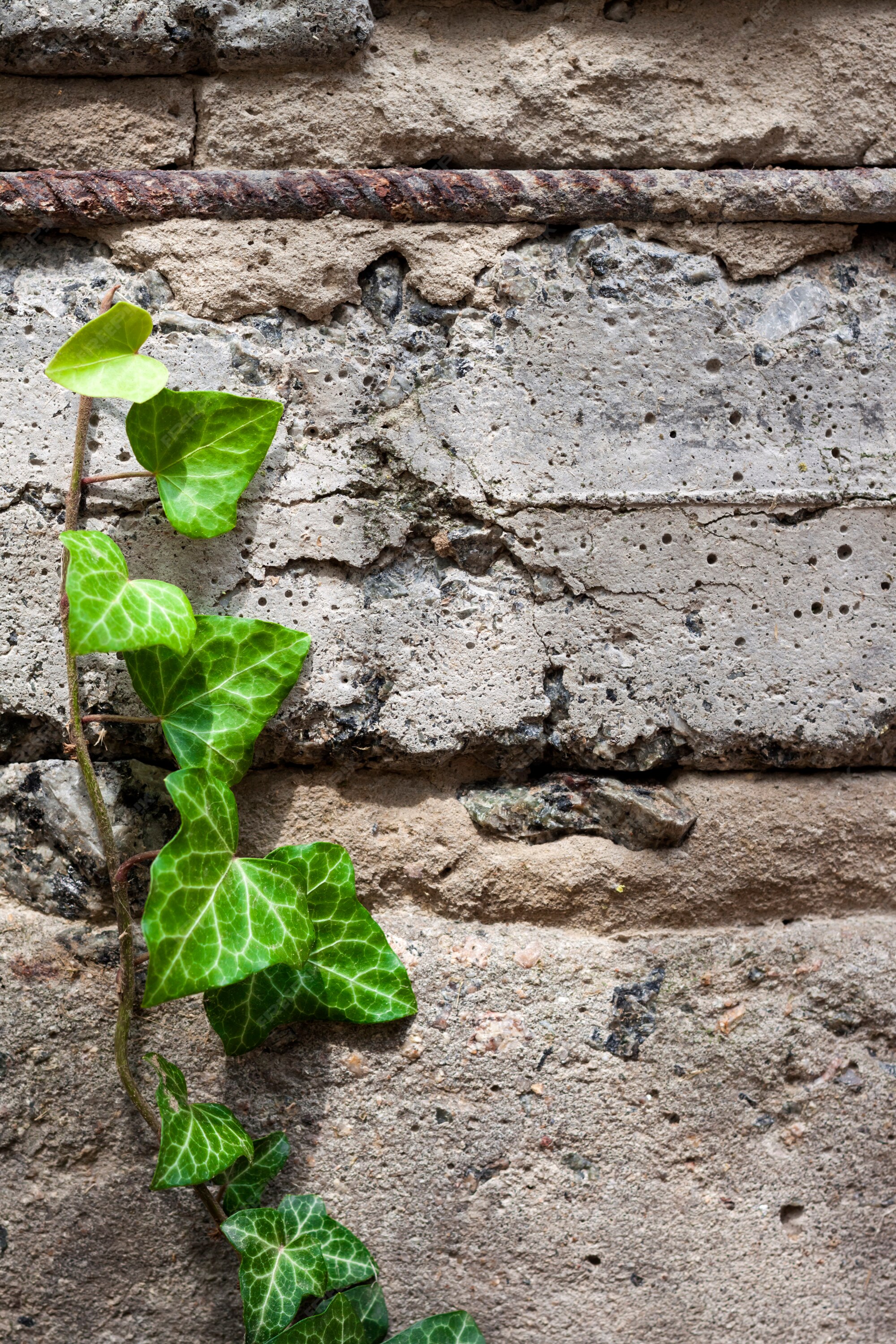 Muro De Pedra Rústica Com Vegetação Crescendo Sobre Ele Foto de Stock -  Imagem de espalhar, verde: 204125440