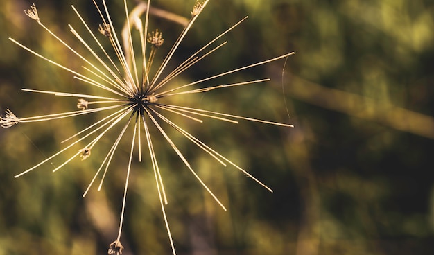 Heracleum mantegazzianum nahes hohes und obenliegendes Flugzeug mit Spinnennetz