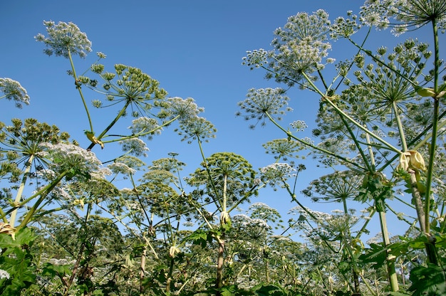 Heracleum Sosnowskyi é uma planta com flor