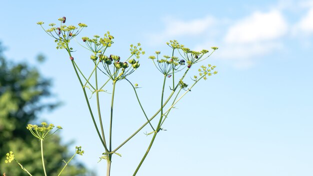 Heracleum sosnowskyi Sosnowskys hogweed cabezas gigantes de semillas de chirivía de vaca una planta venenosa de la familia Apiaceae en un prado contra la hierba con Graphosoma lineatum