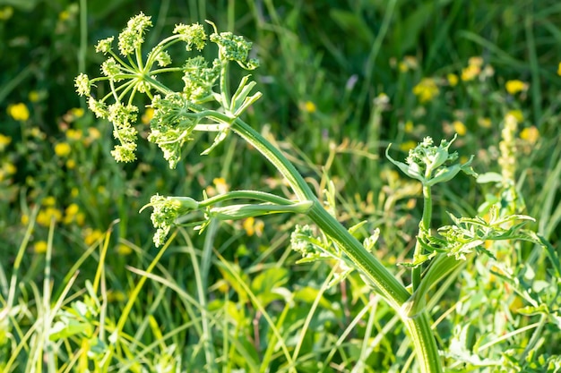 Heracleum sosnowskyi Sosnowskys hogweed cabezas gigantes de semillas de chirivía de vaca una planta venenosa de la familia Apiaceae en un prado contra la hierba con Graphosoma lineatum