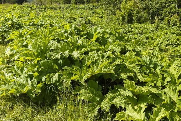 Heracleum verde, planta de vaca-parsnip no verão