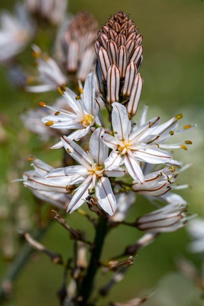 El heraldo de la primavera; Asphodelus aestivus