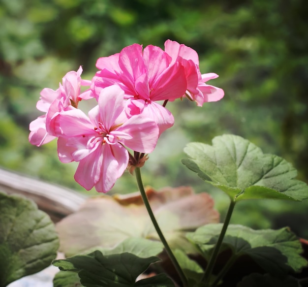 Heranium bloomung rosa Blüten hautnah im Freien