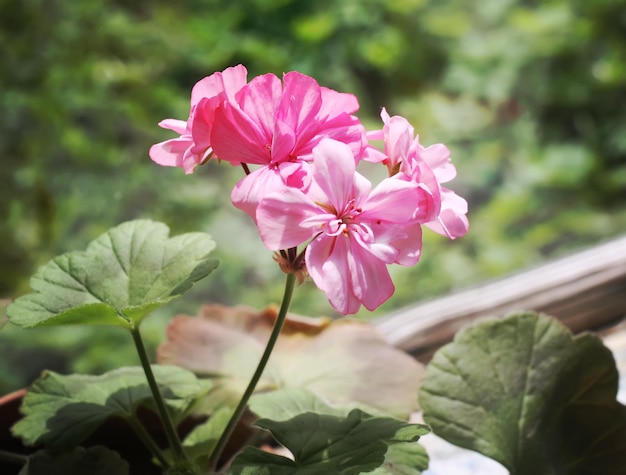 Heranium bloomung rosa Blüten hautnah im Freien