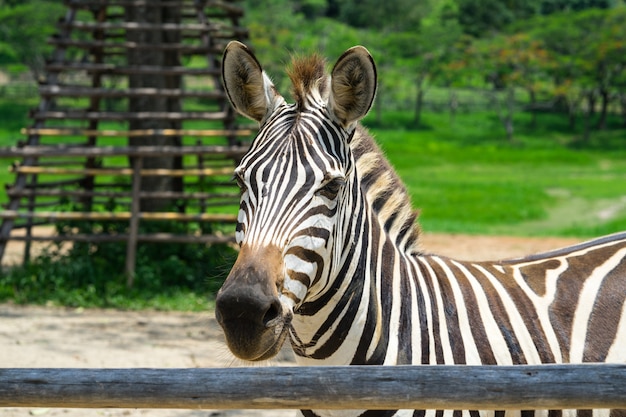 Herauf afrikanisches Zebra auf dem Feld geschlossen